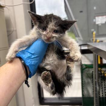 Good Year -  Domestic Short Hair Cat for Adoption in Columbiana, Alabama - Good Year | PetCurious
