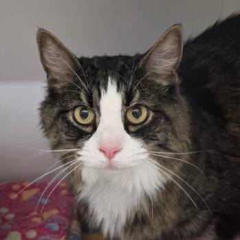 Ethel -  Domestic Long Hair Cat for Adoption in Cumming, Georgia - Ethel | PetCurious