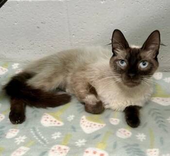 Phyllis -  Siamese Cat for Adoption in Sacramento, California - Phyllis | PetCurious
