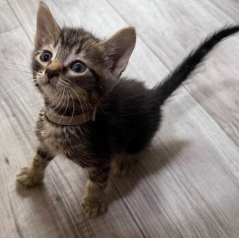 *Small Criminal -  Domestic Short Hair Cat for Adoption in Newnan, Georgia - *Small Criminal | PetCurious