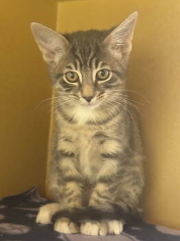 Rescue Domestic Short Hair Cats for Adoption in Scottsdale, Arizona - Pepsi | PetCurious