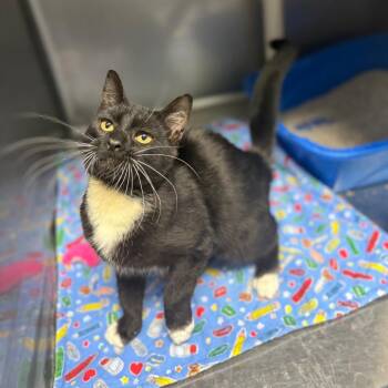 Felix -  Domestic Short Hair Cat for Adoption in Casa Grande, Arizona - Felix | PetCurious