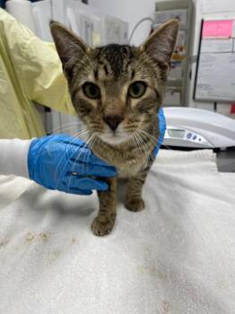 Domestic Short Hair Cats Available for Adoption in Grants Pass, Oregon - Stray Cat C-104-26 | PetCurious