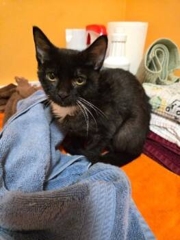 Gremlin -  Domestic Short Hair Cat for Adoption in Mokena, Illinois - Gremlin | PetCurious