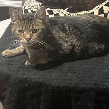 Bubba -  Domestic Short Hair Cat for Adoption in Greensboro, North Carolina - Bubba | PetCurious