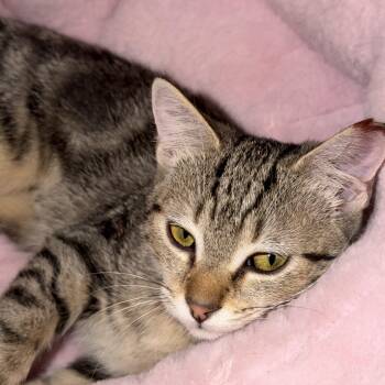 Finch -  Domestic Short Hair and Tabby Cat for Adoption in Rochester Hills, Michigan - Finch | PetCurious