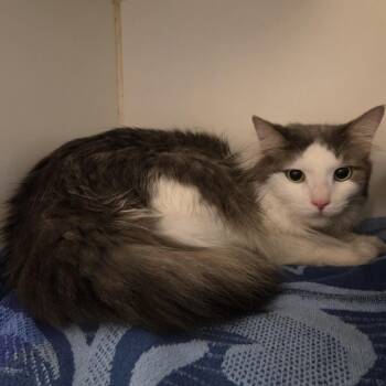 Sirius -  Domestic Medium Hair Cat for Adoption in Oak Brook, Illinois - Sirius | PetCurious