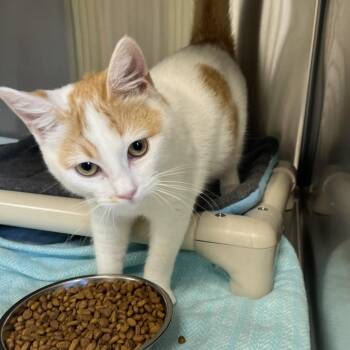 Domestic Short Hair Cats Available for Adoption - MOJO JOJO | PetCurious