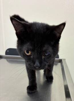 Rambo -  Domestic Short Hair Cat for Adoption in Christiansburg, Virginia - Rambo | PetCurious