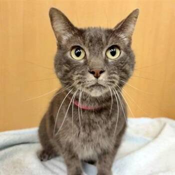 Mellow -  Domestic Short Hair Cat for Adoption in Brentwood, Missouri - Mellow | PetCurious