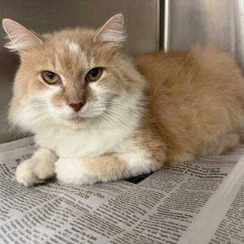 Rescue Domestic Long Hair Cats for Adoption in Latrobe, Pennsylvania - Teddy | PetCurious