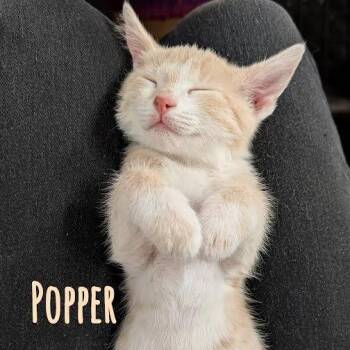 Popper -  Domestic Short Hair Cat for Adoption in Flagstaff, Arizona - Popper | PetCurious