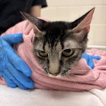 Lady Grey -  Domestic Long Hair Cat for Adoption in Murray, Utah - Lady Grey | PetCurious