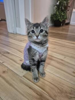 Sara with no h -  Domestic Short Hair Cat Available for Adoption in Winnipeg, Manitoba - Sara With No H | PetCurious