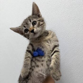 Texas (green collar) -  Domestic Short Hair Cat for Adoption in Redwood City, California - Texas (green Collar) | PetCurious