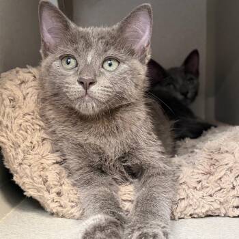 Georgia -  Domestic Short Hair Cat for Adoption in Lakewood, California - Georgia | PetCurious