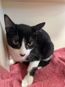 A1933973 -  Domestic Short Hair Cat for Adoption in Blythe, California - A1933973 | PetCurious
