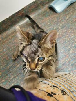 Barbossa -  Domestic Short Hair Cat for Adoption in Winnipeg, Manitoba - Barbossa | PetCurious