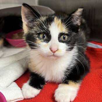 Trinity -  Domestic Short Hair Cat for Adoption in Oneonta, New York - Trinity | PetCurious