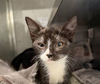 MISSY -  Domestic Short Hair Cat for Adoption in Baytown, Texas - MISSY | PetCurious