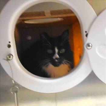 Rescue Domestic Short Hair Cats for Adoption in Asheville, North Carolina - Boots | PetCurious