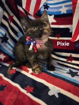 Pixie -  Tortoiseshell Cat for Adoption in Delray, West Virginia - Pixie | PetCurious