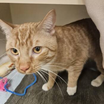 Domestic Short Hair Cats Available for Adoption in Philadelphia, Pennsylvania - Stubbs | PetCurious