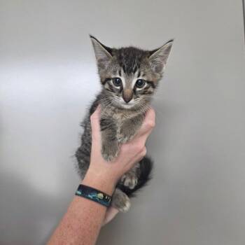 Ditilini -  Domestic Short Hair Cat for Adoption in Sand Springs, Oklahoma - Ditilini | PetCurious