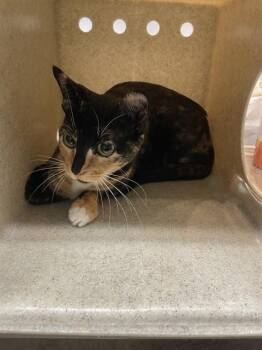 Domestic Short Hair Cats Available for Adoption - SARAI | PetCurious