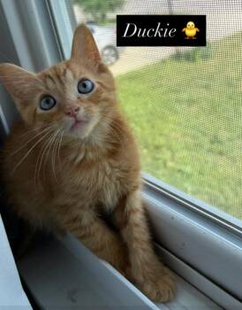 Rescue Domestic Short Hair and Tabby Cats for Adoption in Lemont, Illinois - Duckie | PetCurious