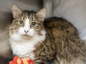 JUNIOR -  Domestic Medium Hair Cat for Adoption in Phoenix, Arizona - JUNIOR | PetCurious