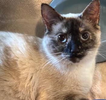 Canola -  Domestic Short Hair Cat for Adoption in Elizabethton, Tennessee - Canola | PetCurious