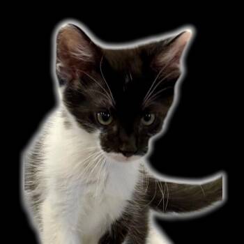 Bandit -  Domestic Short Hair Cat for Adoption in Auburn, California - Bandit | PetCurious
