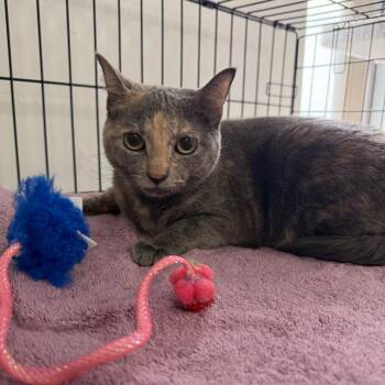 Domestic Short Hair Cats Available for Adoption in Houston, Texas - Iris | PetCurious