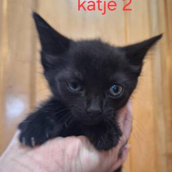 Mia -  Domestic Short Hair Cat for Adoption in Grantsville, Utah - Mia | PetCurious