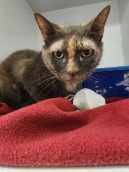 Rescue Domestic Medium Hair Cats for Adoption in New Kensington, Pennsylvania - Venora | PetCurious