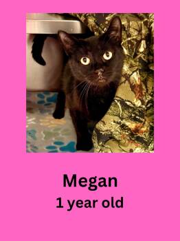 Megan -  Domestic Short Hair Cat for Adoption in Ravenna, Ohio - Megan | PetCurious