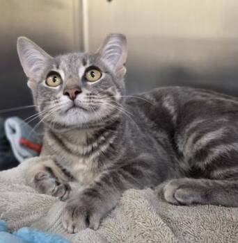 Carbonara -  Domestic Short Hair Cat for Adoption in Westland, Michigan - Carbonara | PetCurious