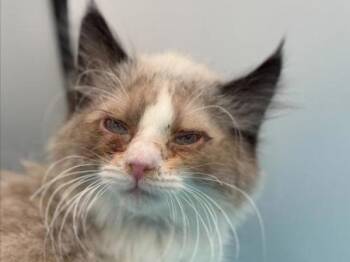 Zac -  Domestic Medium Hair Cat for Adoption in Portland, Oregon - Zac | PetCurious