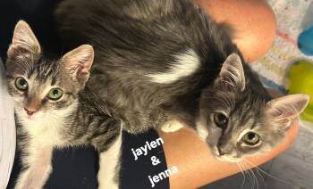 Jenna -  Domestic Medium Hair Cat for Adoption in Longwood, Florida - Jenna | PetCurious