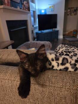 Stanley26 -  Domestic Short Hair Cat for Adoption in Youngsville, North Carolina - Stanley26 | PetCurious