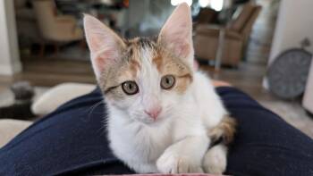 Iris -  Domestic Short Hair Cat for Adoption in Sioux Falls, South Dakota - Iris | PetCurious