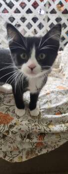 Tortilla -  Domestic Short Hair Cat for Adoption in Stover, Missouri - Tortilla | PetCurious