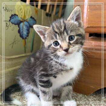 Mousse -  Domestic Short Hair Cat Available for Adoption in Monroe, Michigan - Mousse | PetCurious