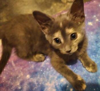 MILKYWAY -  Domestic Medium Hair Cat for Adoption in Charlotte, North Carolina - MILKYWAY | PetCurious