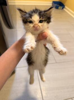 Old Deuteronomy -  Domestic Long Hair Cat for Adoption in North Brunswick Township, New Jersey - Old Deuteronomy | PetCurious