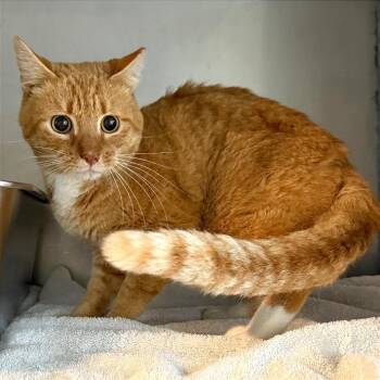 Domestic Short Hair Cats Available for Adoption - Mango | PetCurious