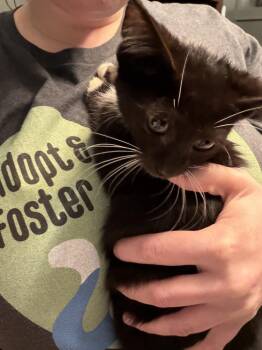 Miller -  Domestic Short Hair Cat for Adoption in Chicago, Illinois - Miller | PetCurious