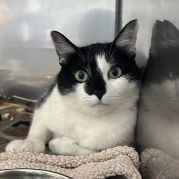 Gale -  Domestic Short Hair Cat for Adoption in Exeter, Rhode Island - Gale | PetCurious