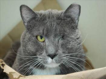 Domestic Short Hair Cats Available for Adoption in Loveland, Colorado - THE CAPTAIN | PetCurious